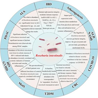 Assessment of the safety and probiotic properties of Roseburia intestinalis: A potential “Next Generation Probiotic”